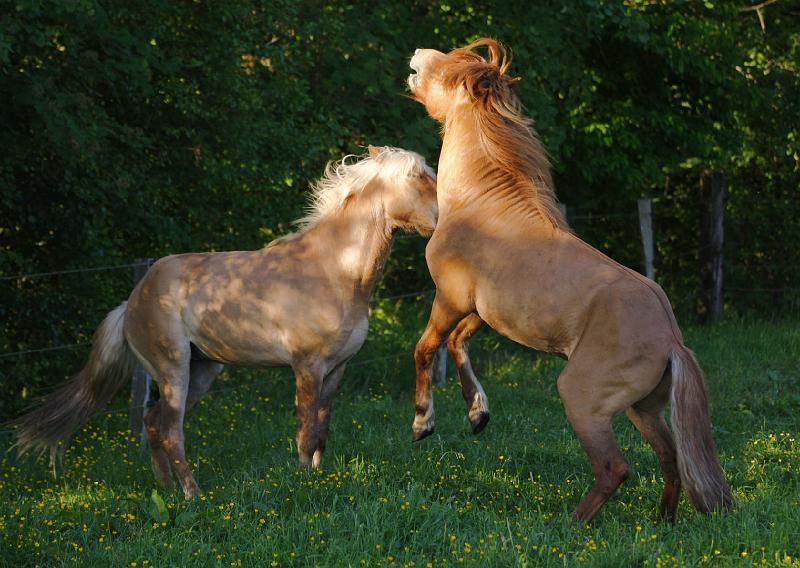 Valur von Heidmoor und Farsaell von Heidmoor c.jpg